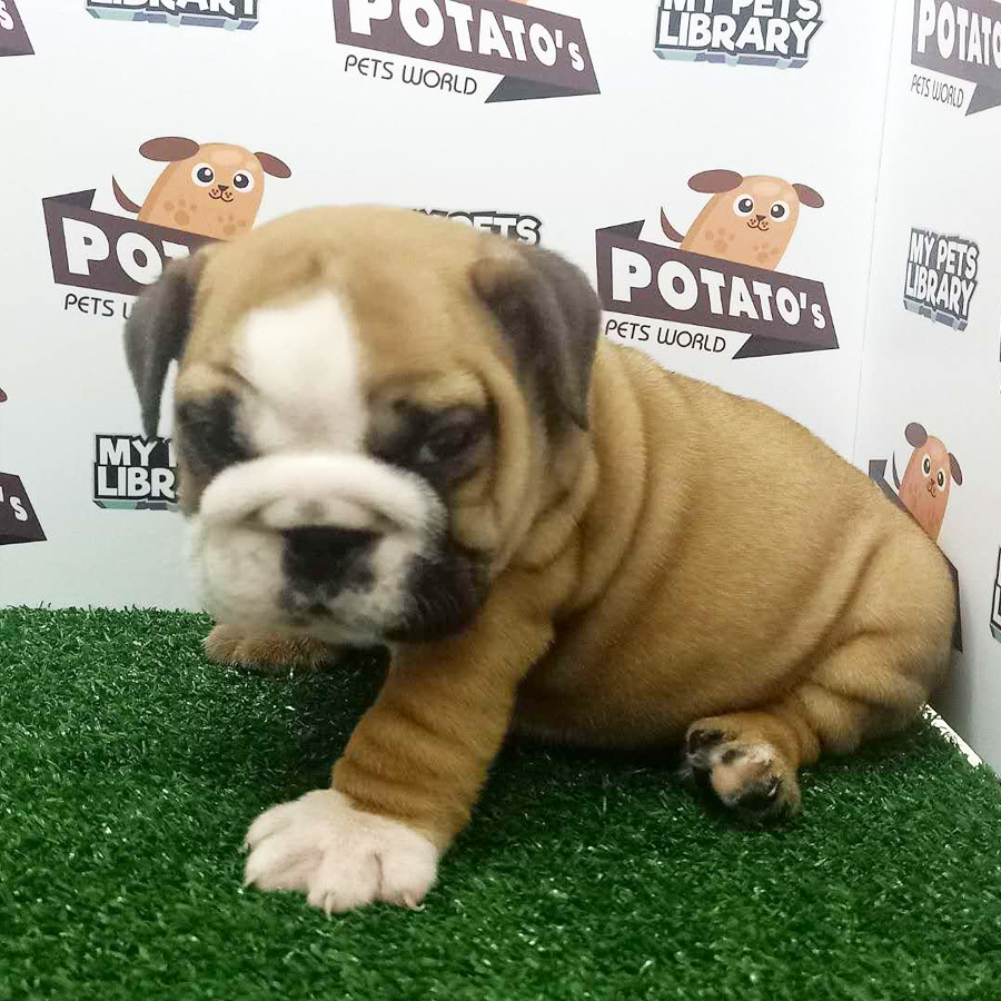 English Bulldog Puppy For Sale (Male)