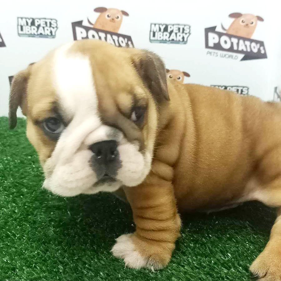 English Bulldog Puppy For Sale (Female)