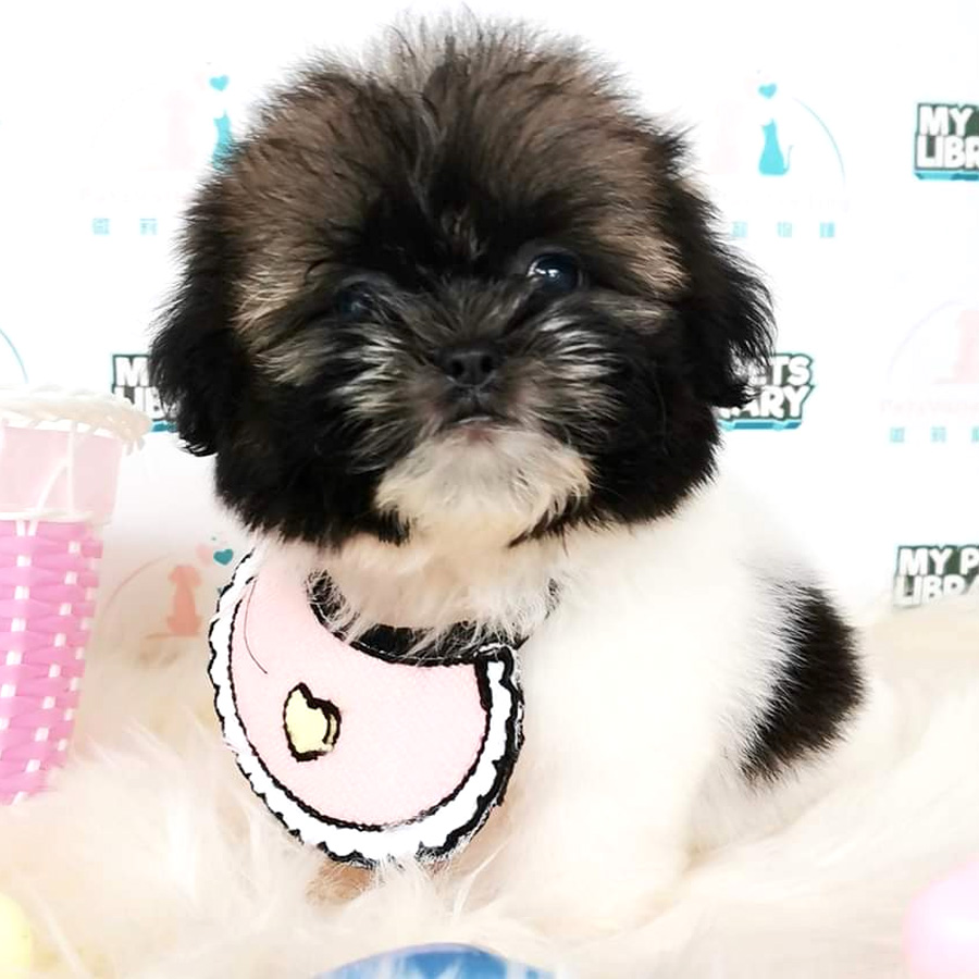 Shih Tzu Puppy (Female) For Sale