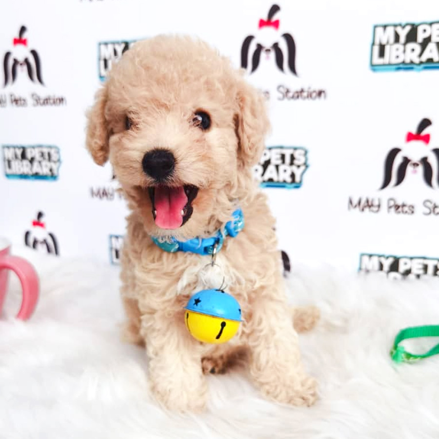 Toy Poodle Puppy For Sale (Male)
