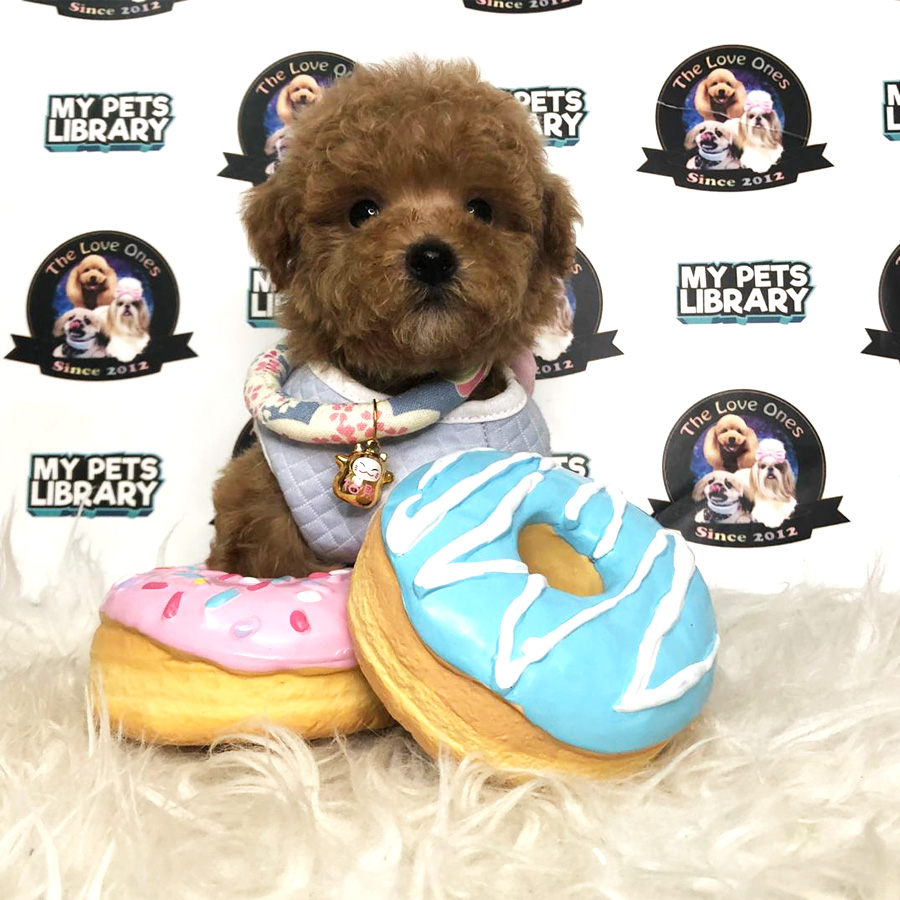 Tiny Toy Poodle Puppy For Sale (Male)