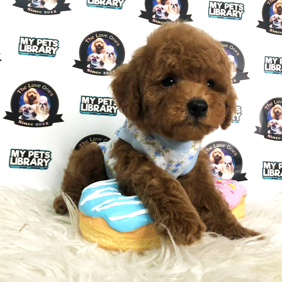 Tiny Toy Poodle Puppy For Sale (Male)