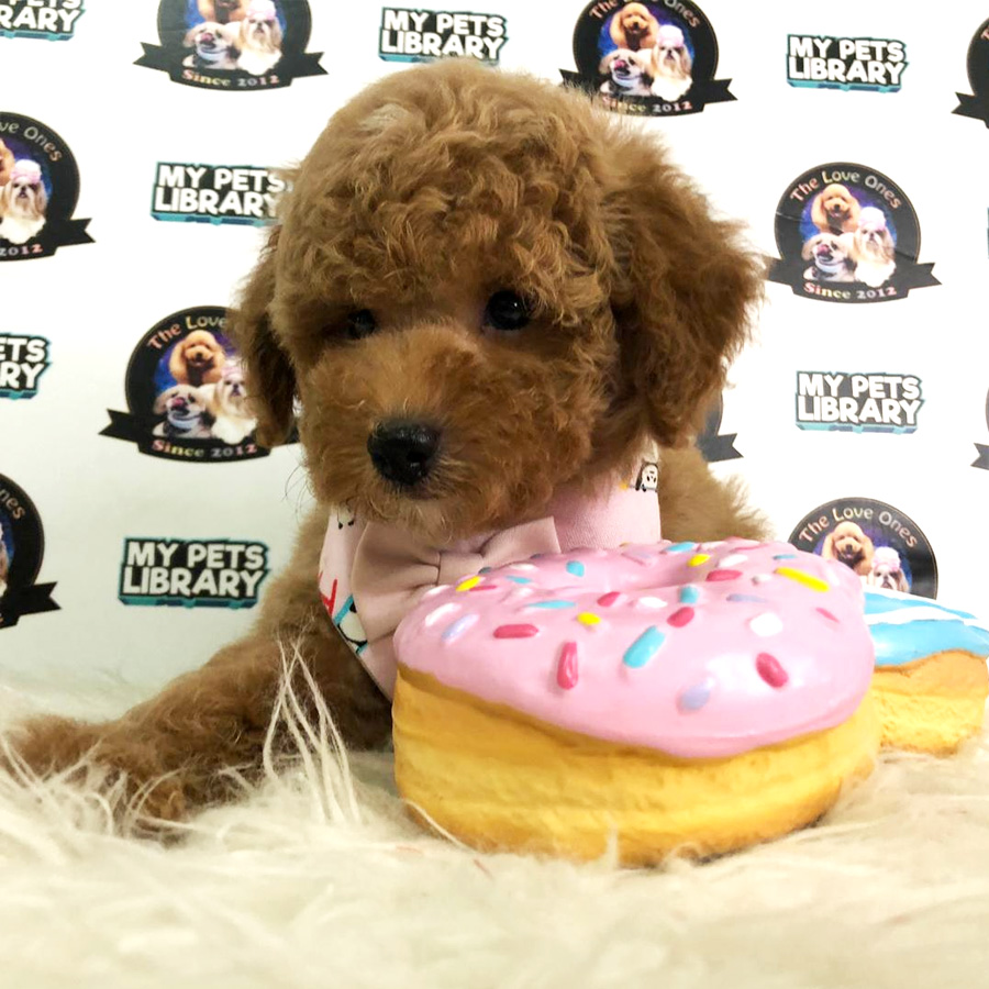 Tiny Toy Poodle Puppy For Sale (Male)
