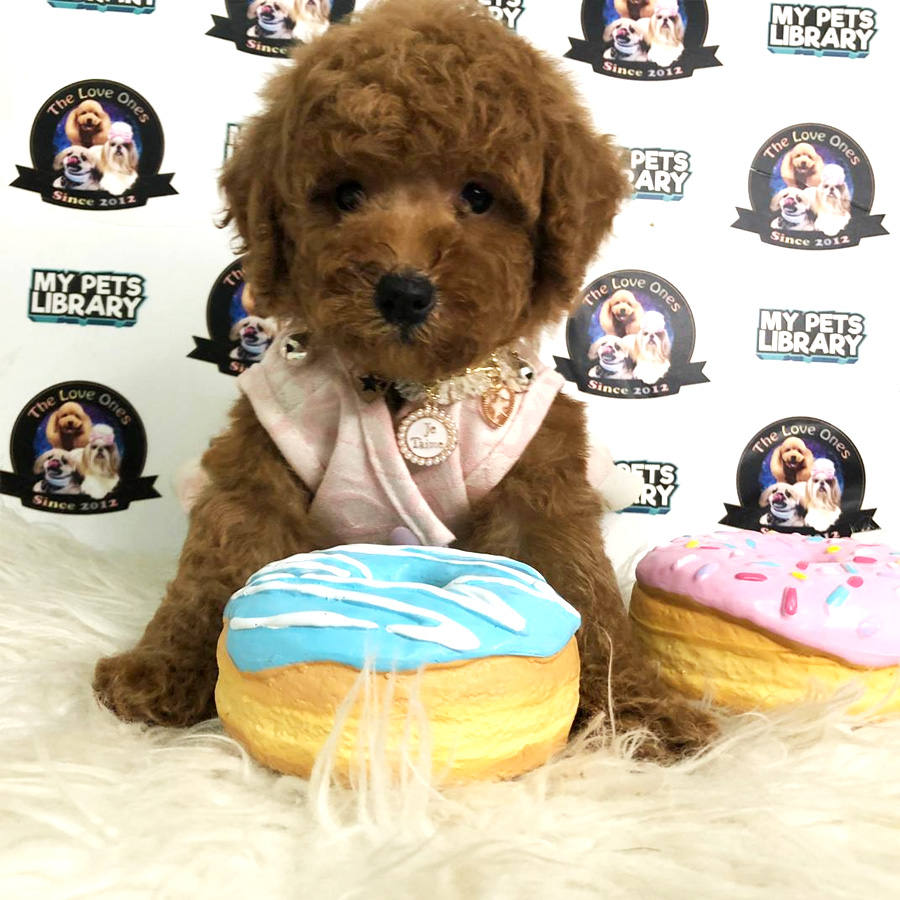 Tiny Toy Poodle Puppy For Sale (Female)