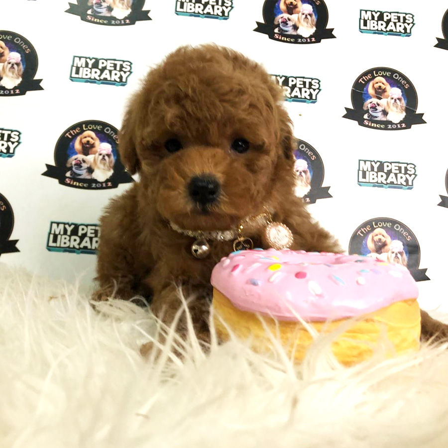 Tiny Toy Poodle Puppy For Sale (Female)
