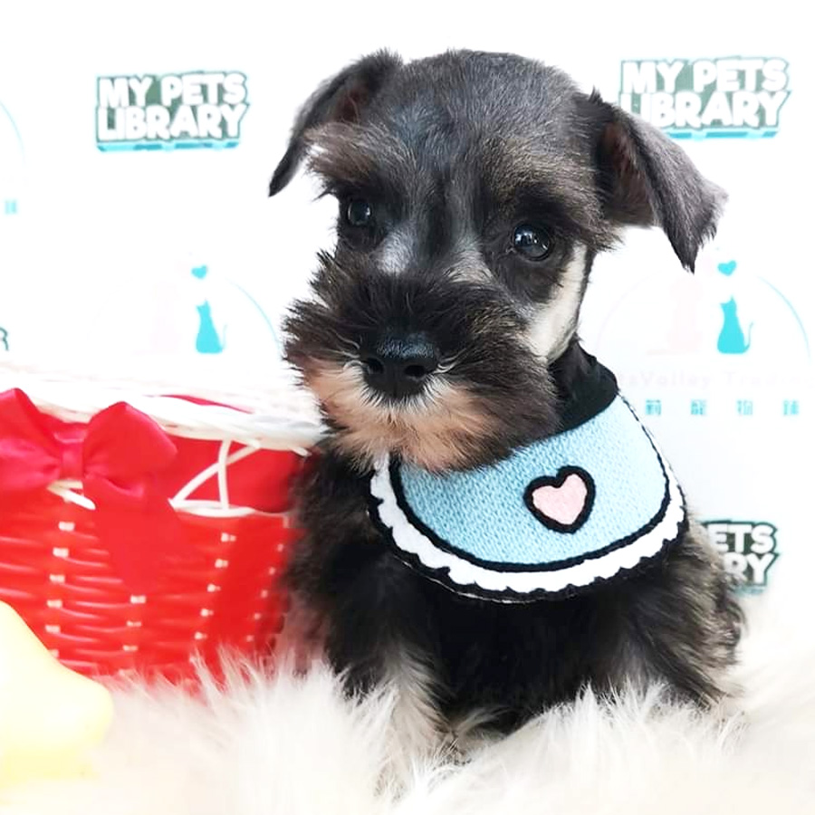 Miniature Schnauzer Puppy For Sale
