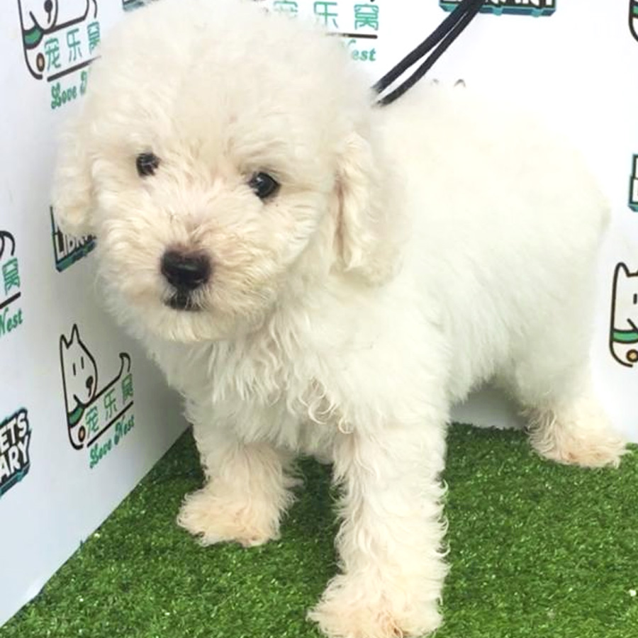 Toy Poodle Puppy For Sale (Male)