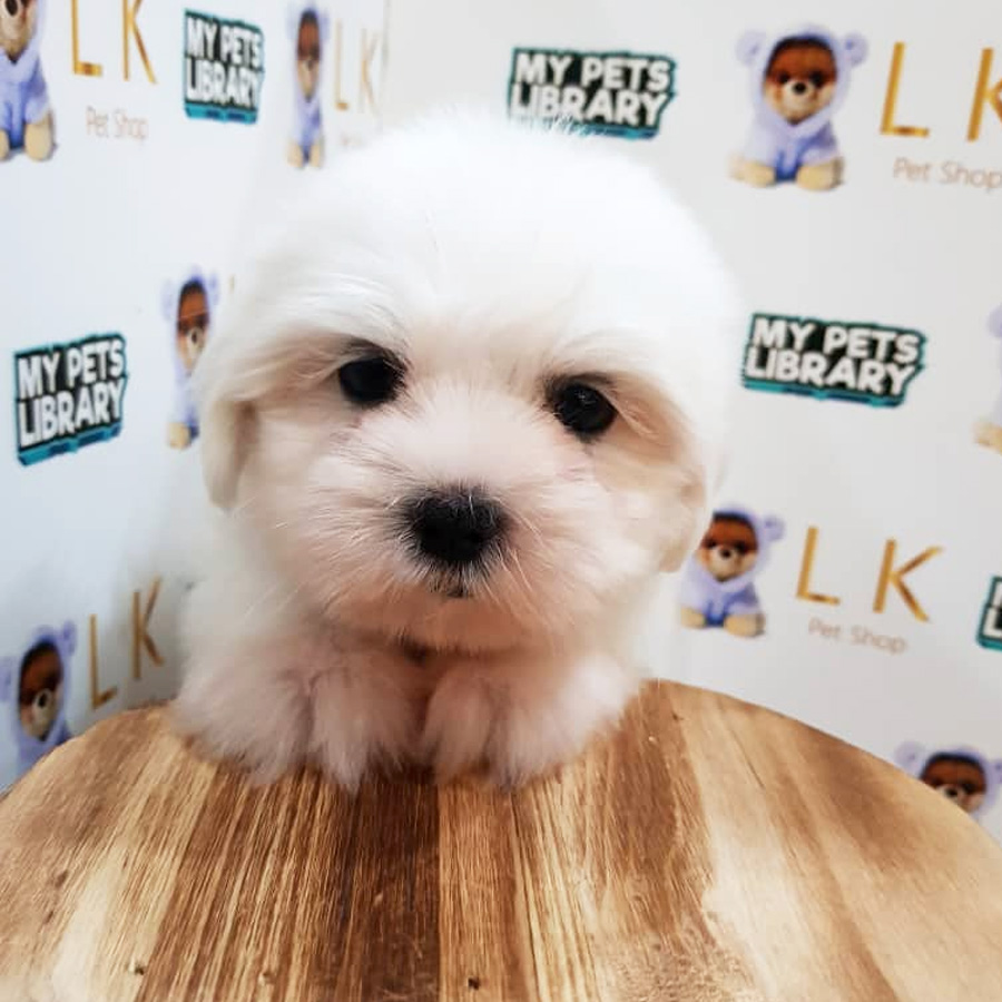 Shih Tzu Mix Maltese Puppy For Sale