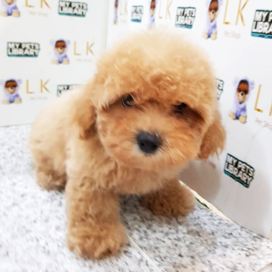 Toy Poodle Puppy For Sale (Female)