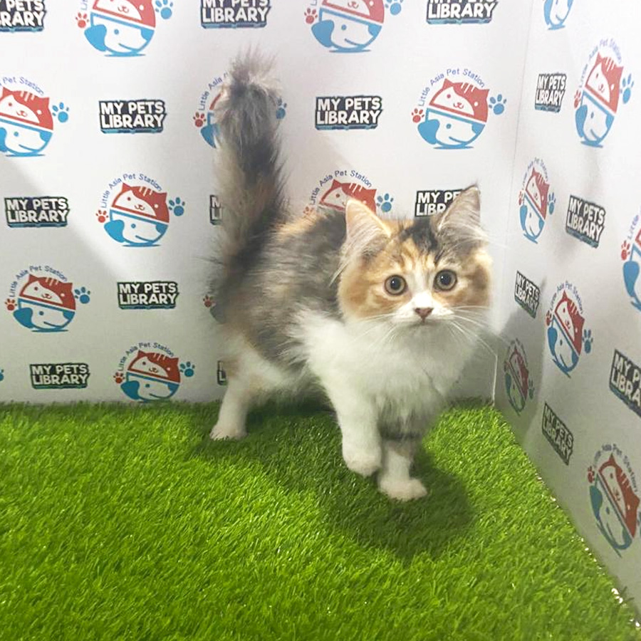 British Longhair Kitten For Sale
