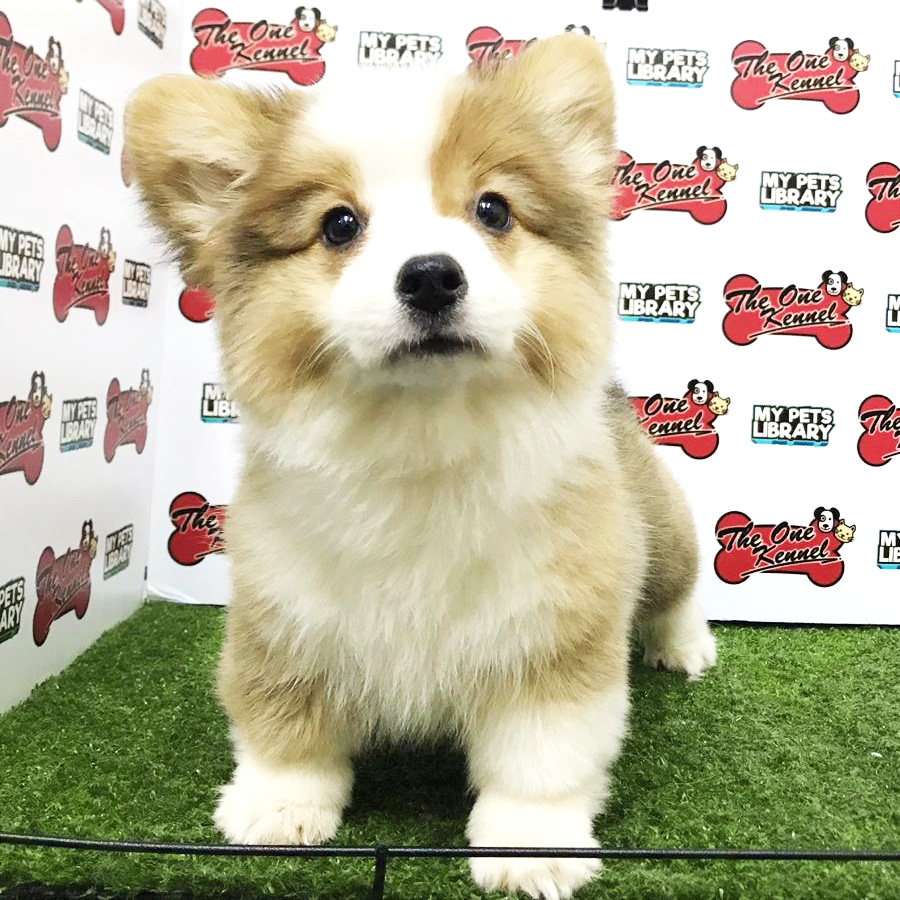 Corgi Puppy For Sale ( Long Coat )