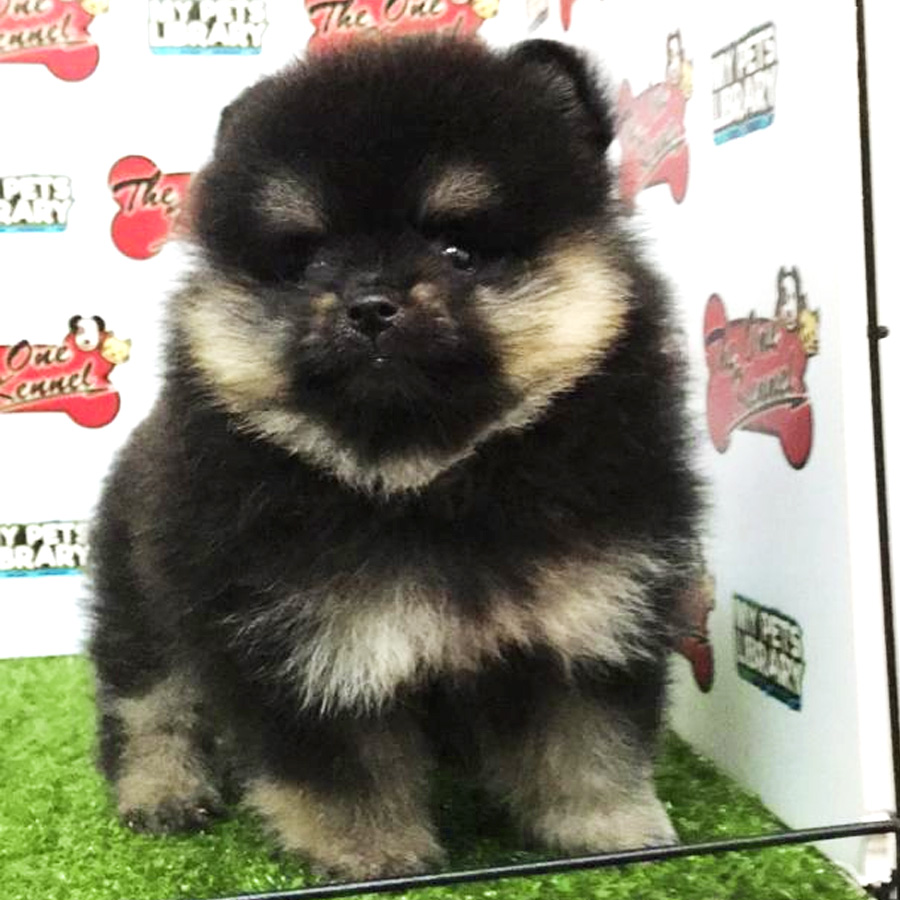 Pomeranian Puppy For Sale (Female)