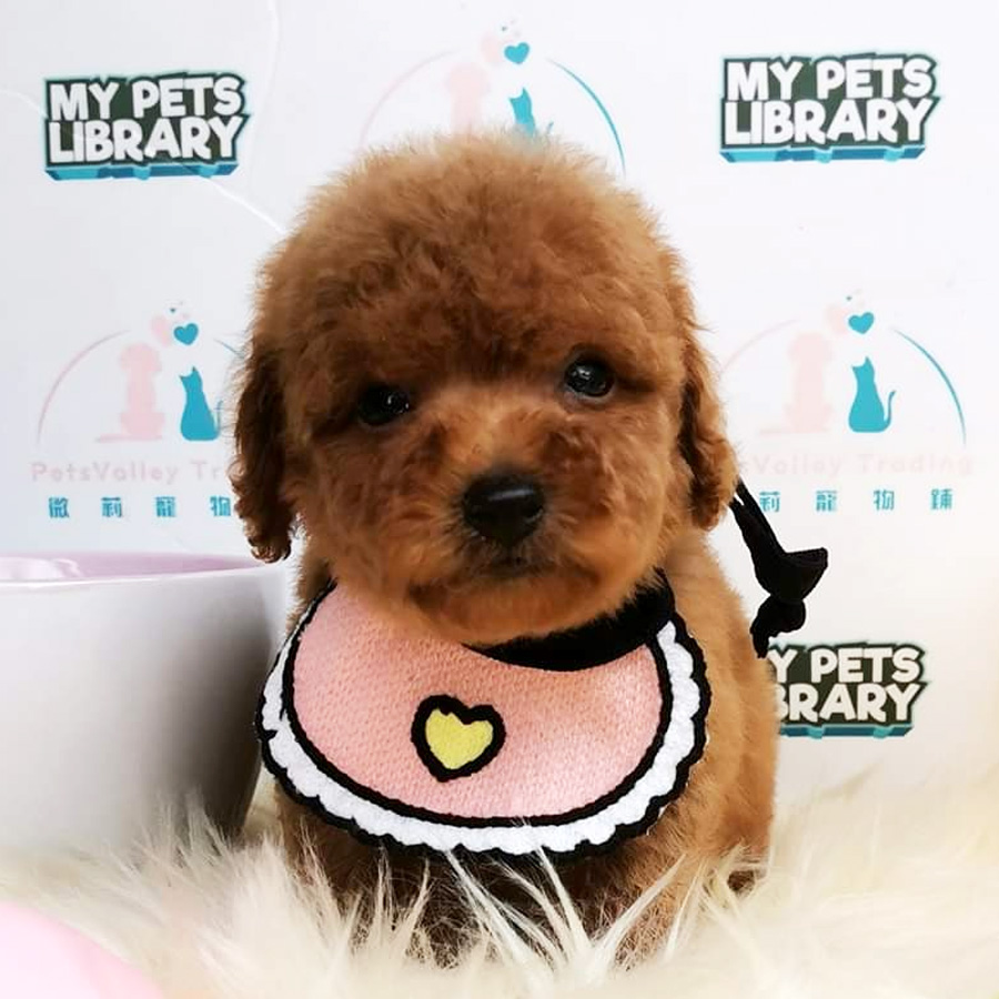 Tiny Toy Poodle Puppy For Sale (Female)