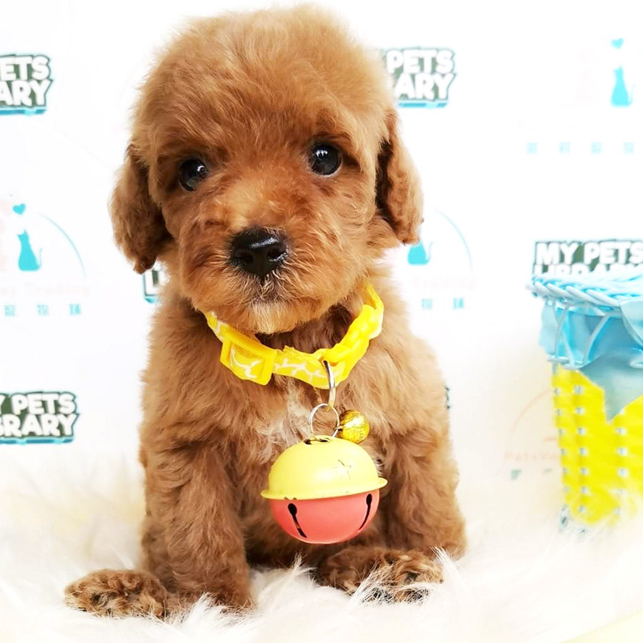 Toy Poodle Puppy For Sale (Male)