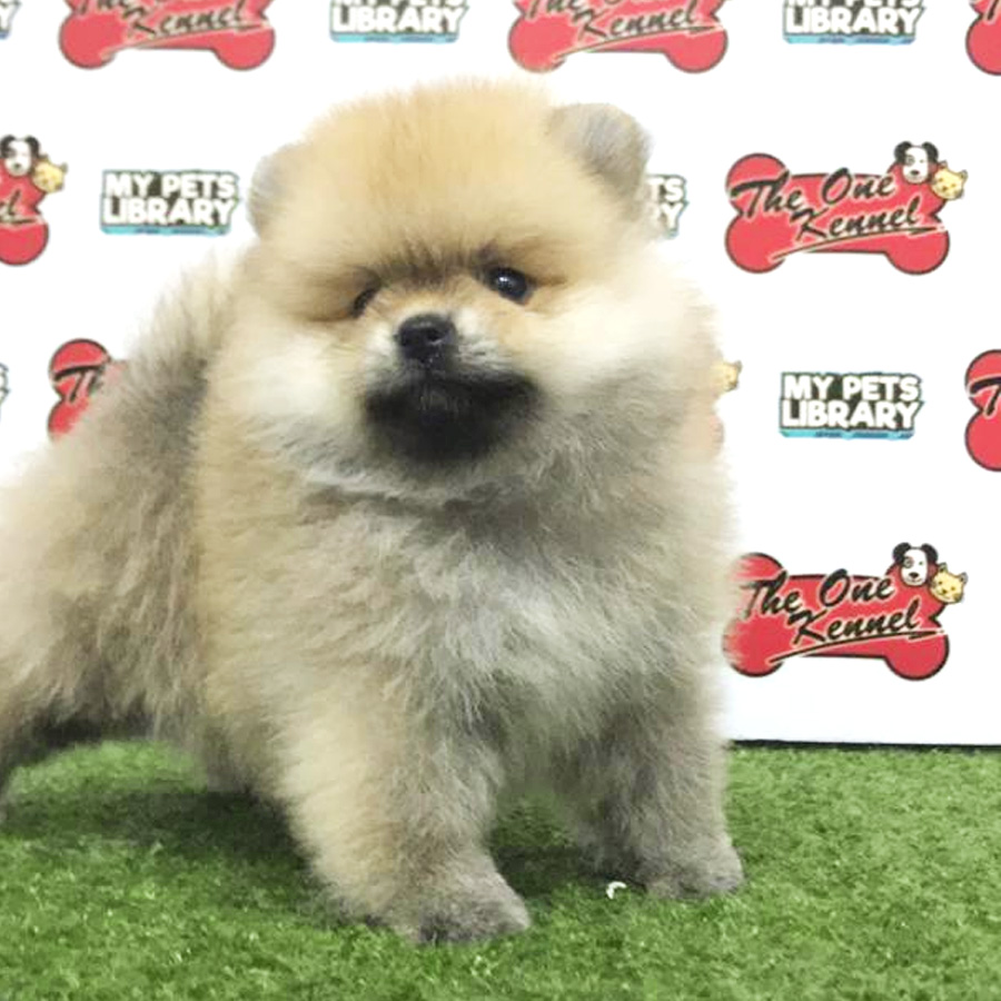 Pomeranian Puppy For Sale (Female)