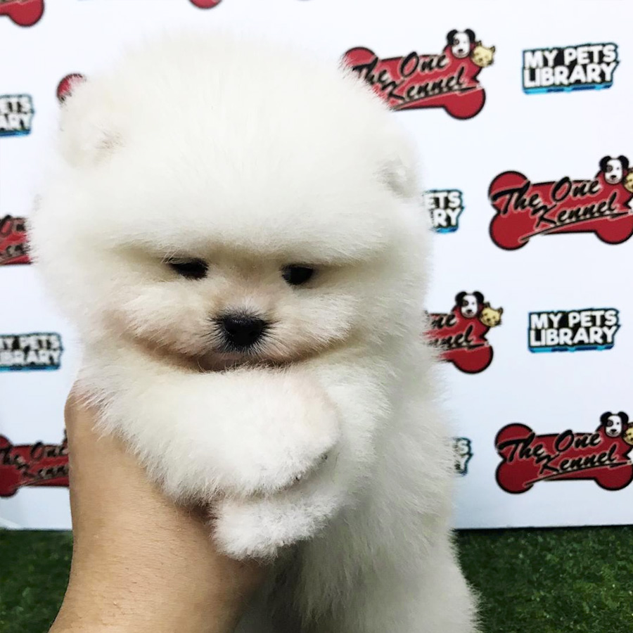 Pomeranian Puppy For Sale (Male)