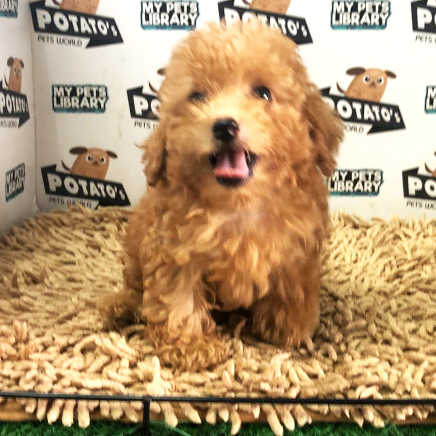 Toy Poodle Puppy For Sale (Female)