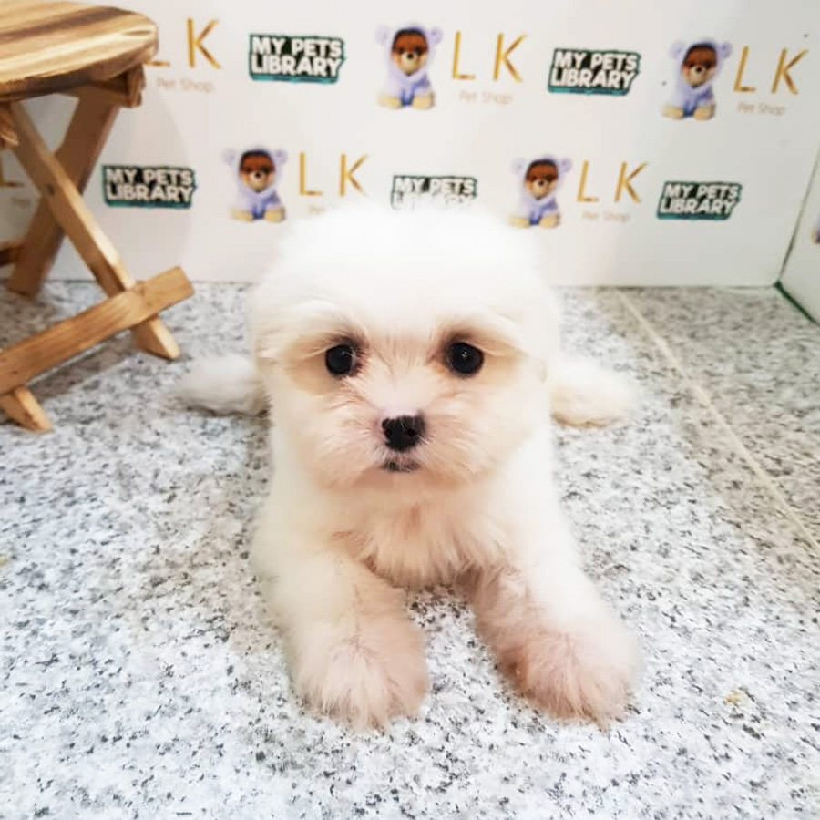 Shih Tzu Mix Maltese Puppy For Sale