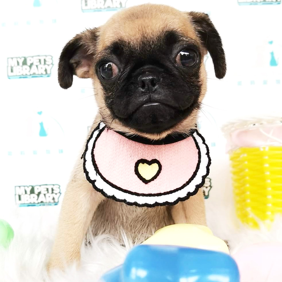 Pug Puppy For Sale (Female)