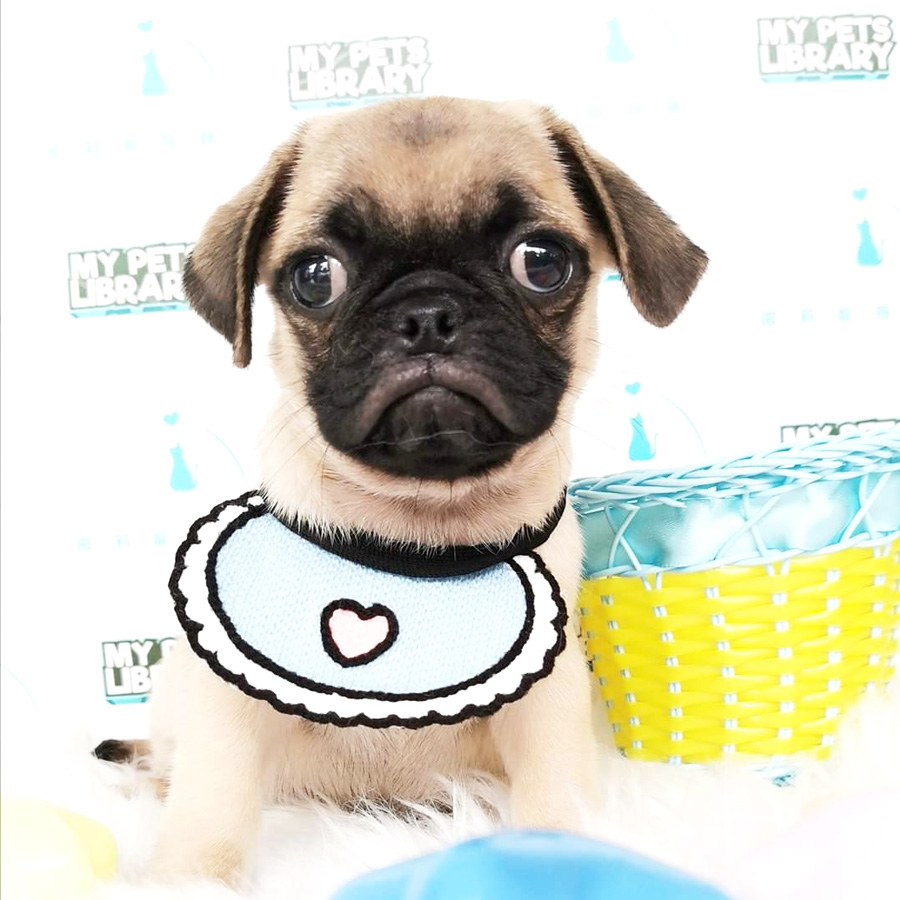 Pug Puppy For Sale (Male)