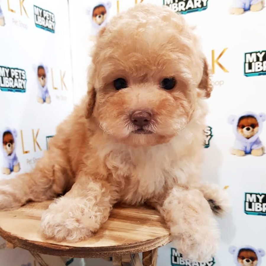 Toy Poodle Puppy For Sale (Female)