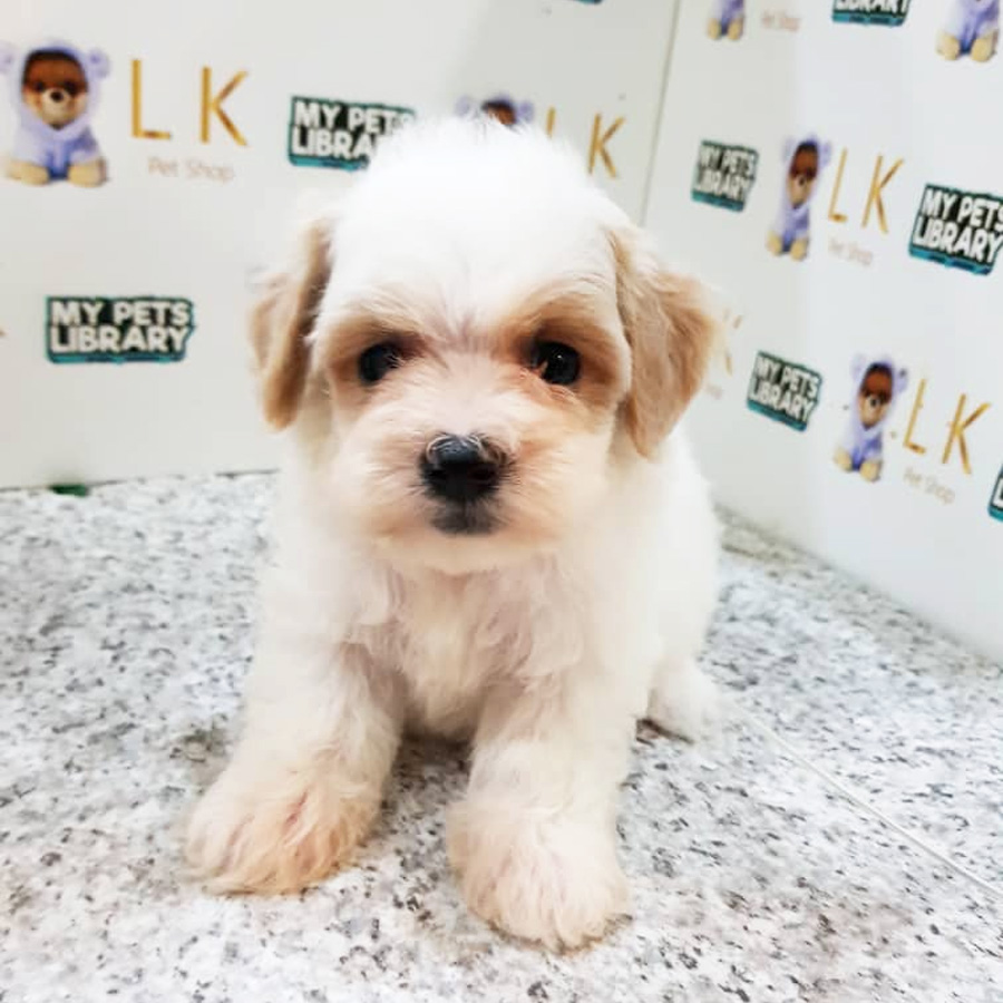 Toy Poodle Puppy For Sale (Female)