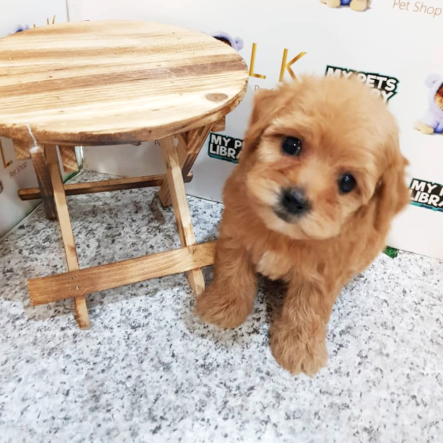 Toy Poodle Puppy For Sale (Female)