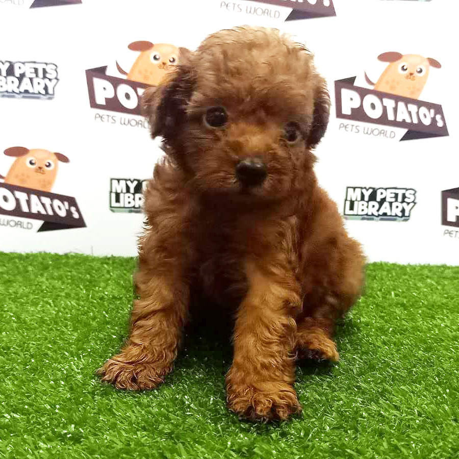 Toy Poodle Puppy For Sale (Female)