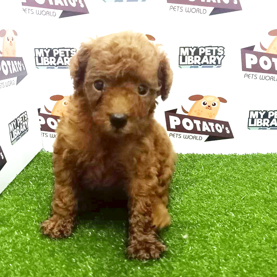 Toy Poodle Puppy For Sale (Male)