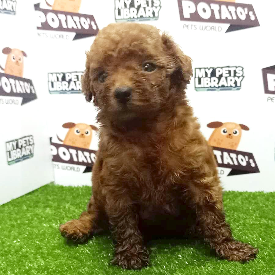 Toy Poodle Puppy For Sale (Female)