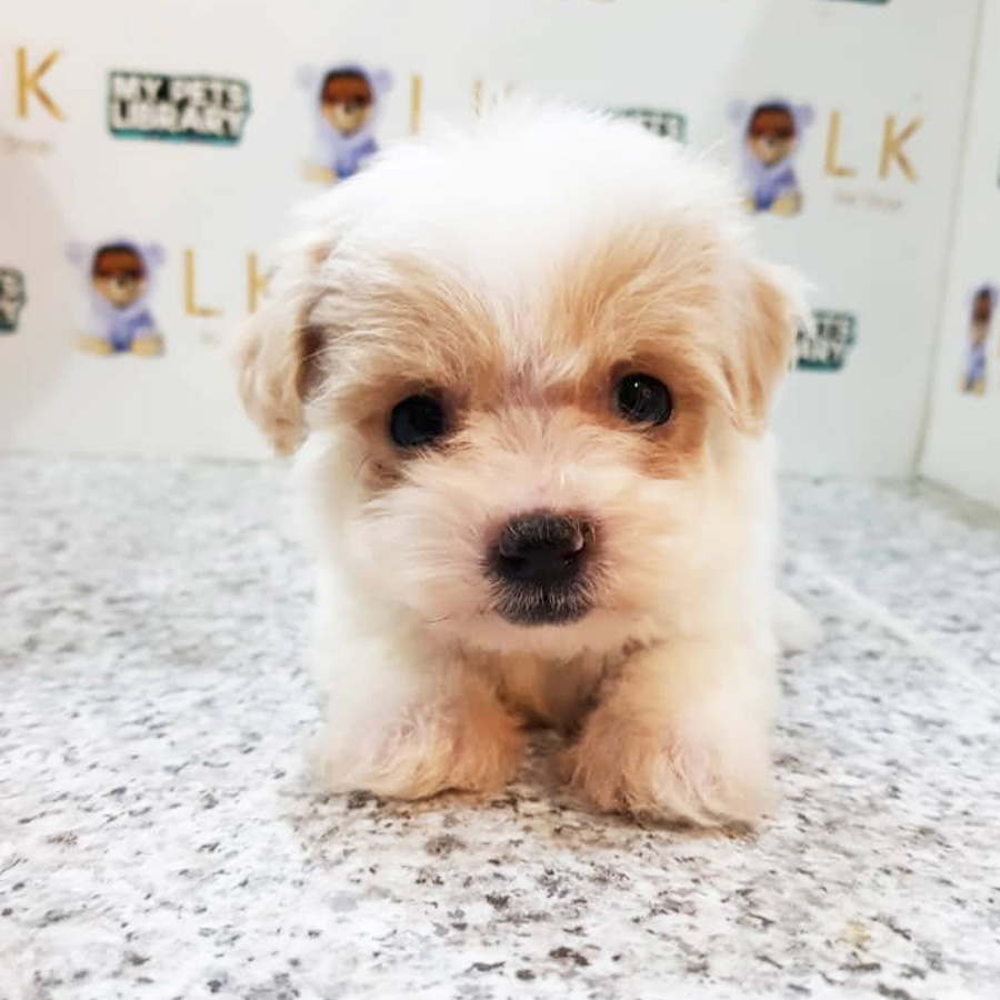 Tiny Toy Poodle Puppy For Sale (Male)
