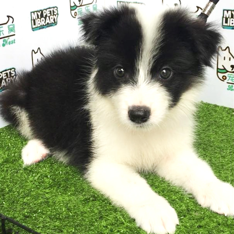 Border Collie Puppy For Sale