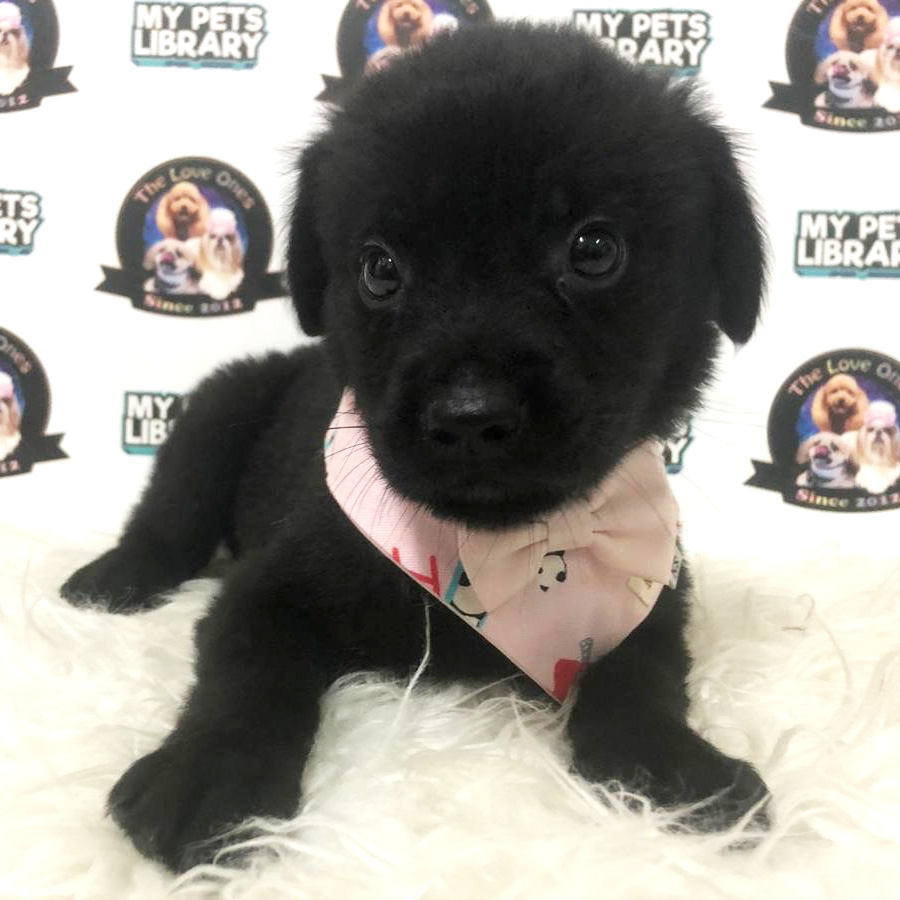 Labrador Mix Golden Retriever Puppy For Sale