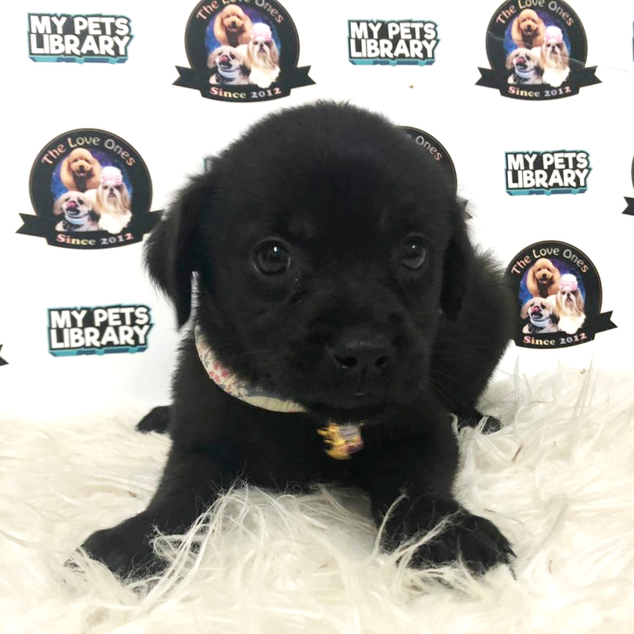 Labrador Mix Golden Retriever Puppy For Sale
