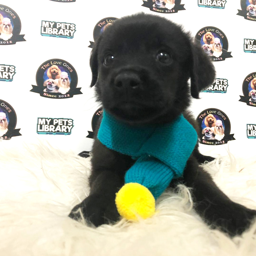Labrador Mix Golden Retriever Puppy For Sale