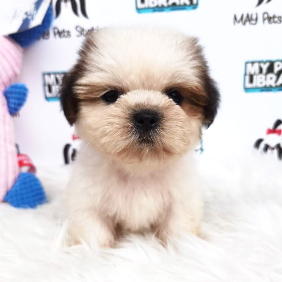 Tiny Shih Tzu Puppy For Sale
