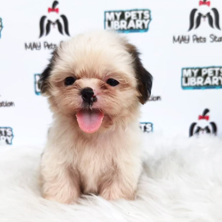 Tiny Shih Tzu Puppy For Sale