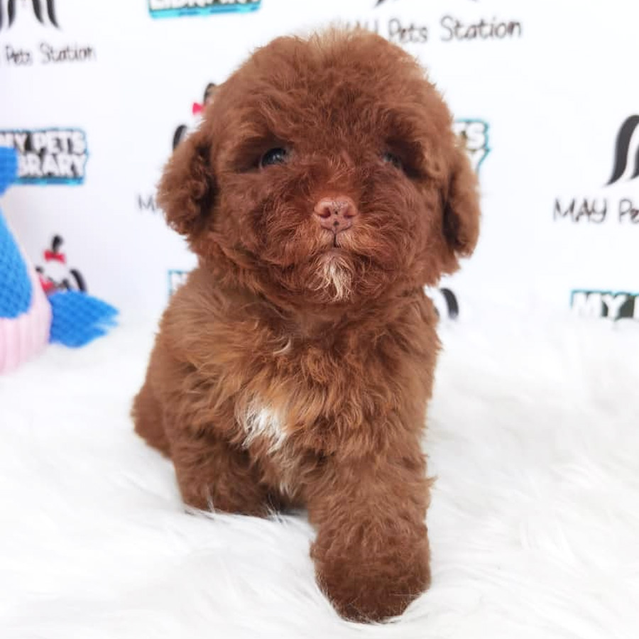 Toy Poodle Puppy For Sale (Male)