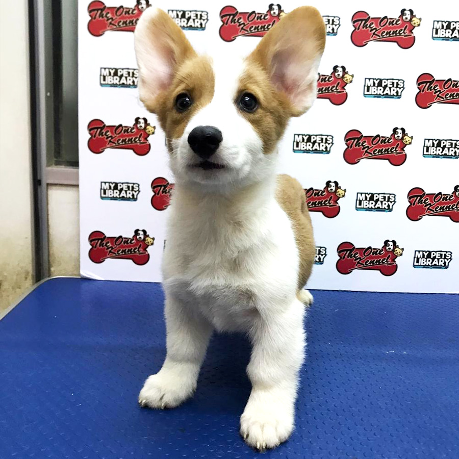 Corgi Puppy For Sale