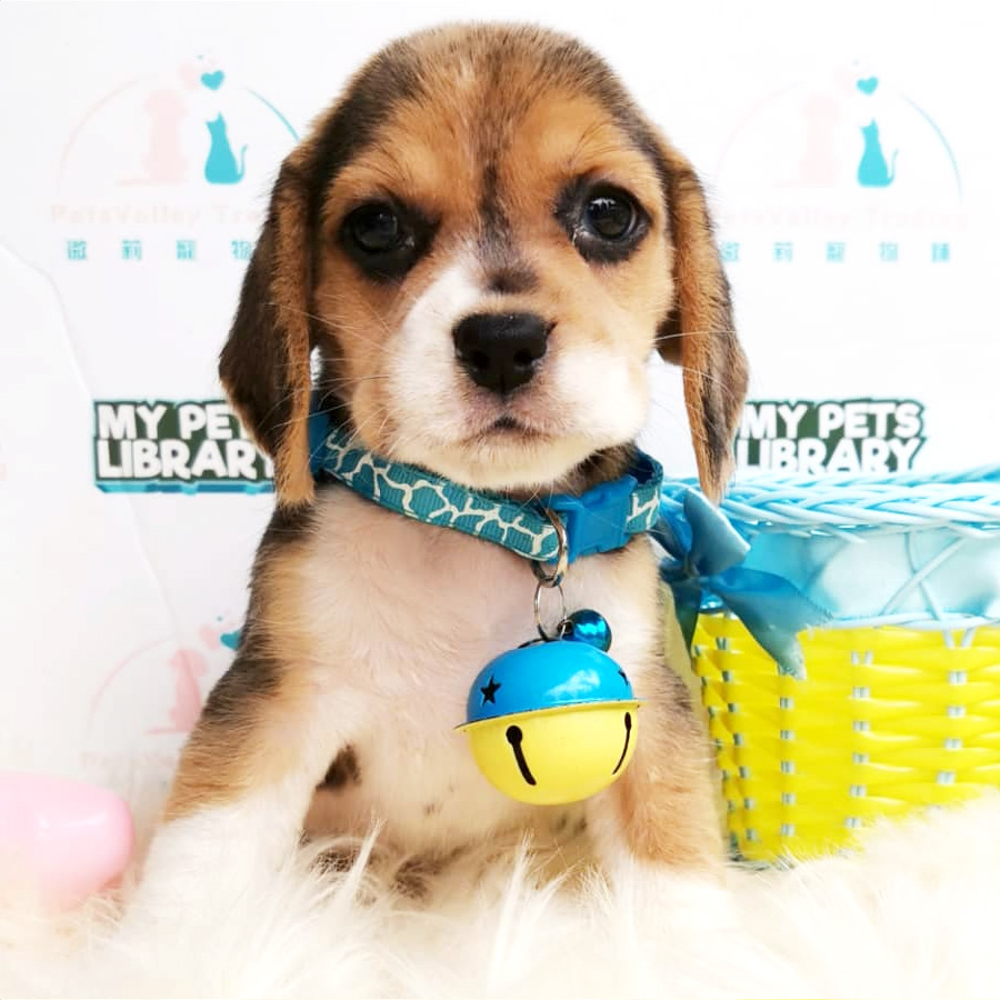 Beagle Puppy For Sale (Male)