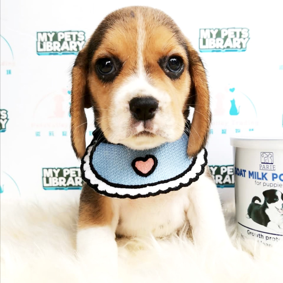 Beagle Puppy For Sale (Male)