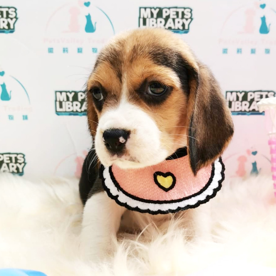 Beagle Puppy For Sale (Female)