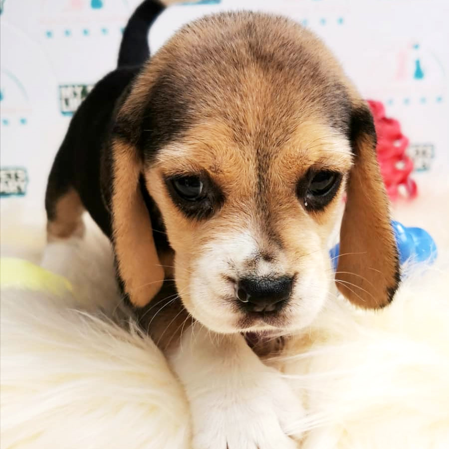Beagle Puppy For Sale (Female)