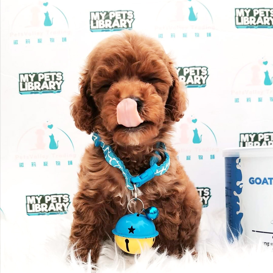 Toy Poodle Puppy For Sale (Male)