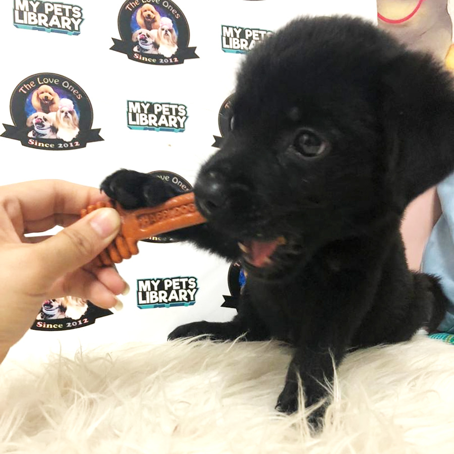 Labrador Mix Golden Retriever Puppy For Sale