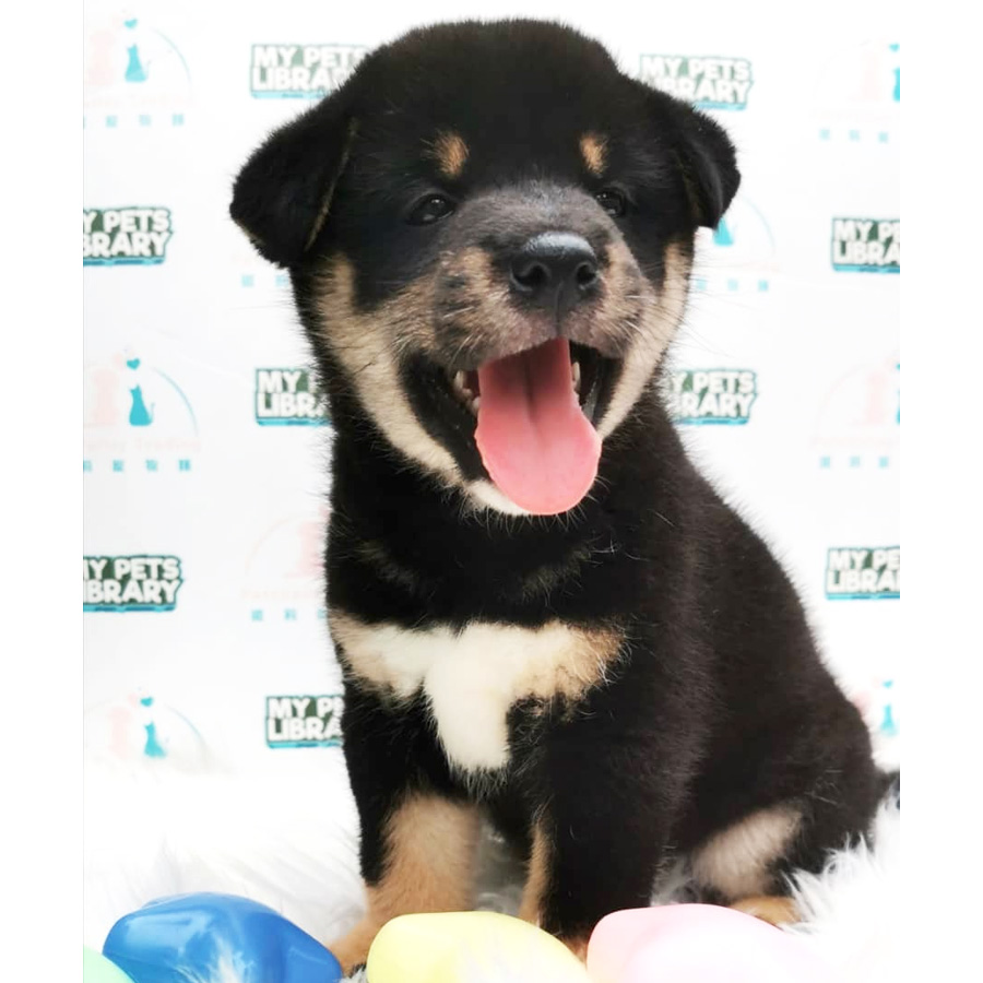 Shiba Inu Puppy For Sale (Male)