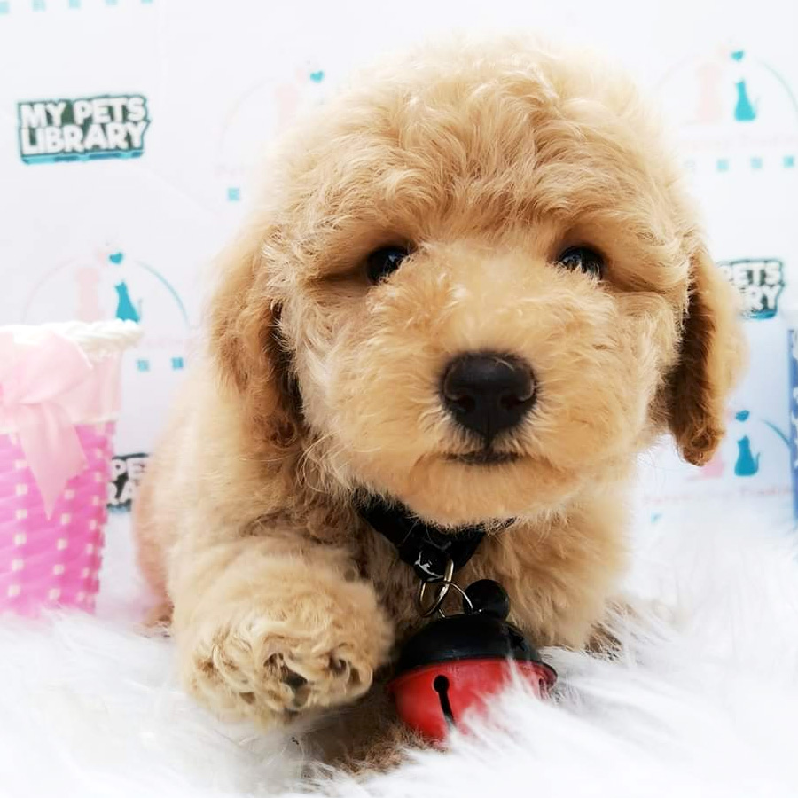 Toy Poodle Puppy For Sale (Female)