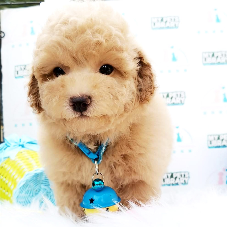 Toy Poodle Puppy For Sale (Male)
