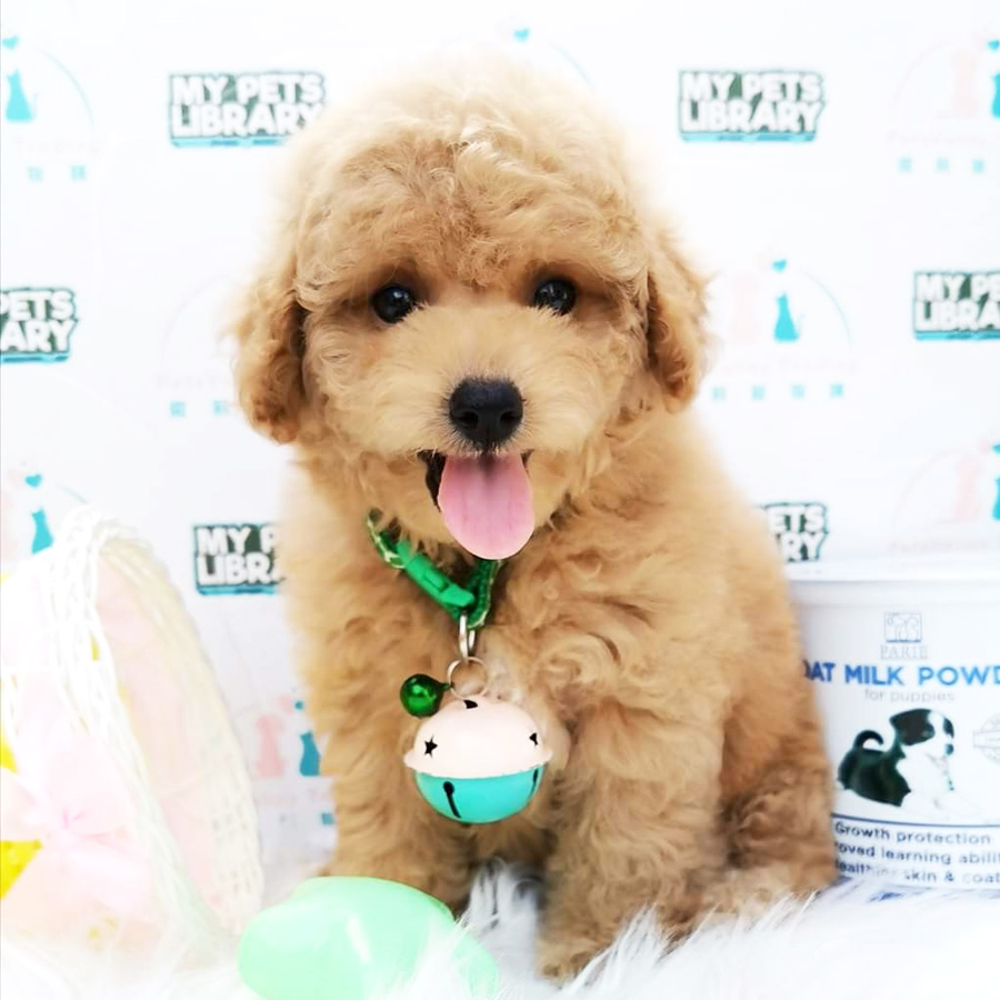 Toy Poodle Puppy For Sale (Female)