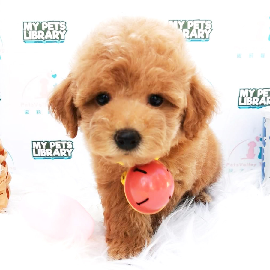 Toy Poodle Puppy For Sale (Female)